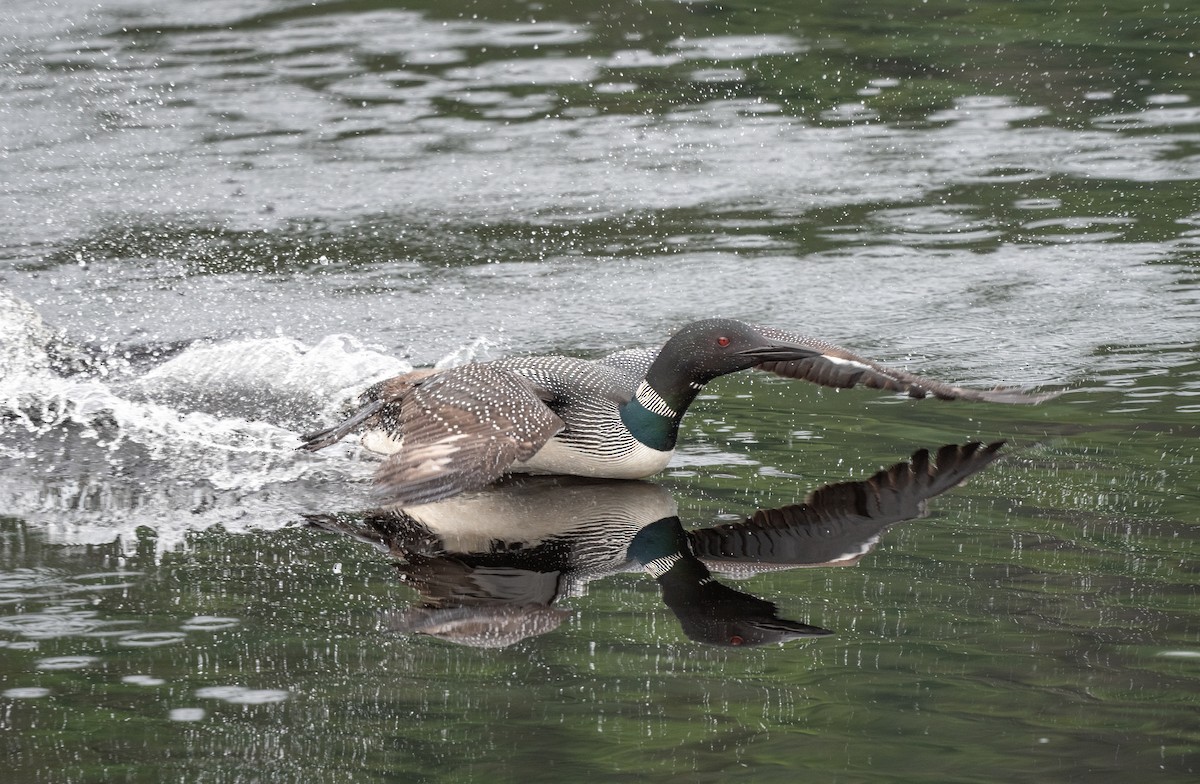 Common Loon - ML621503068