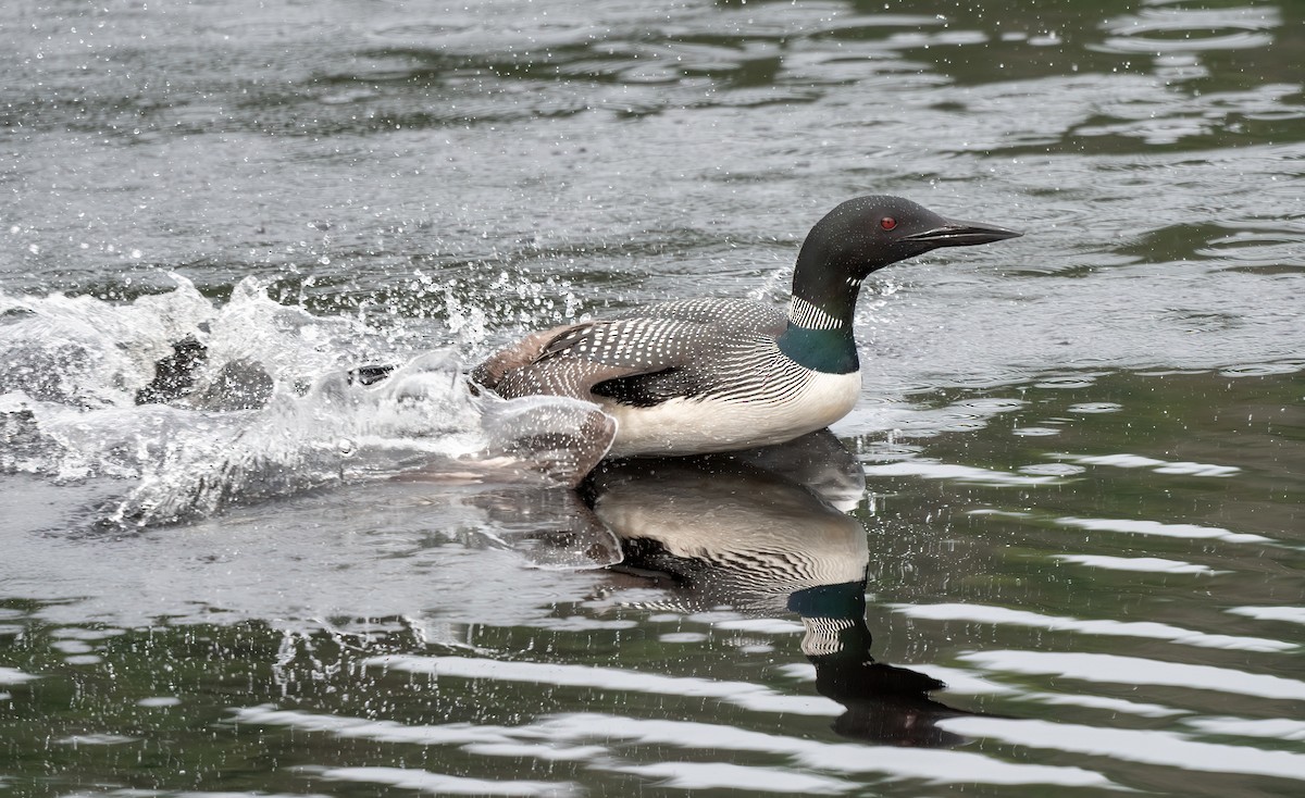 Common Loon - ML621503070