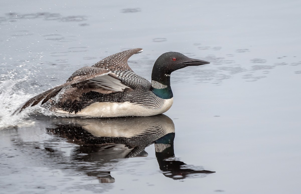 Common Loon - ML621503071