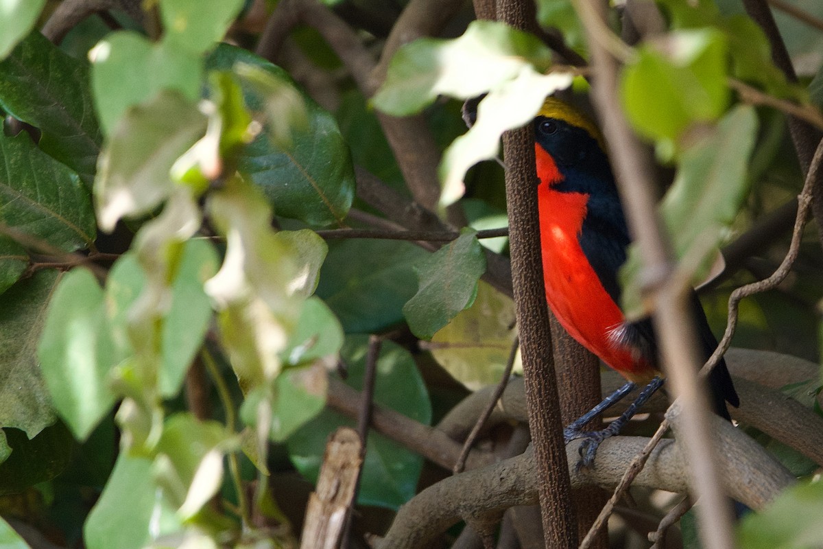 Yellow-crowned Gonolek - Mehdi Sadak