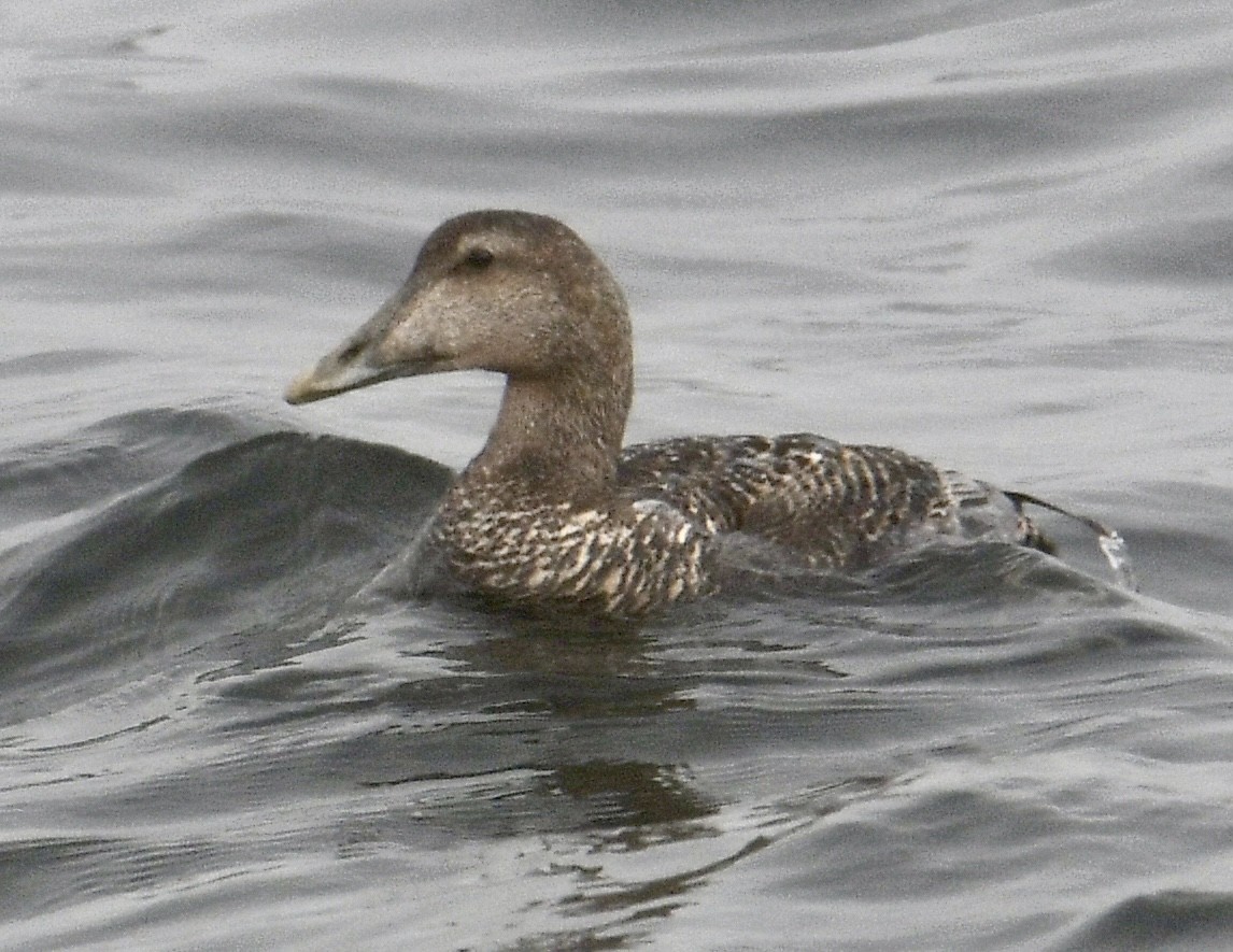 Common Eider - ML621503118