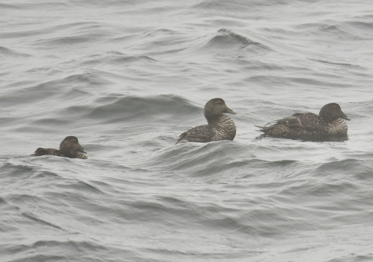 Common Eider - ML621503119