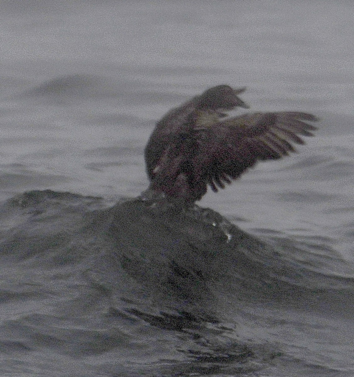 Common Eider - ML621503120