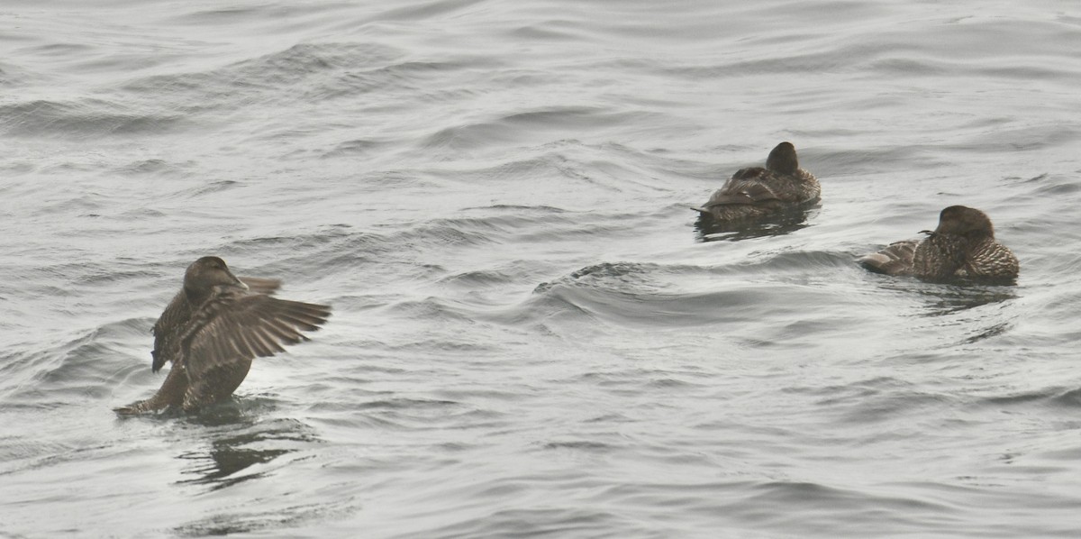 Common Eider - ML621503121