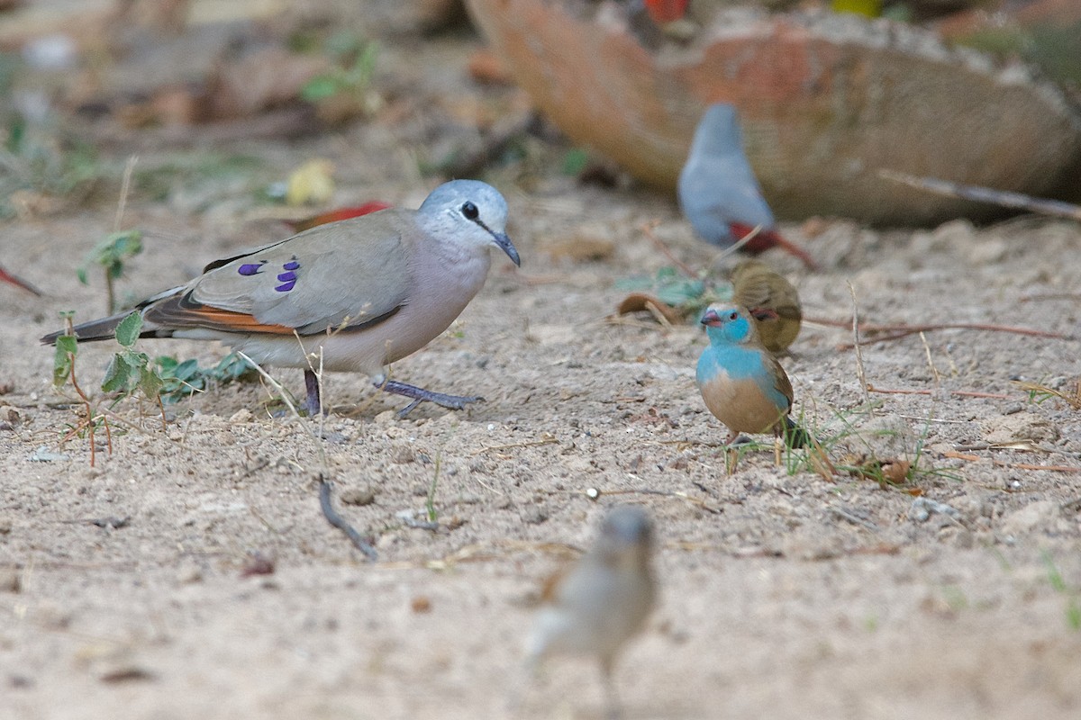 Black-billed Wood-Dove - ML621503206