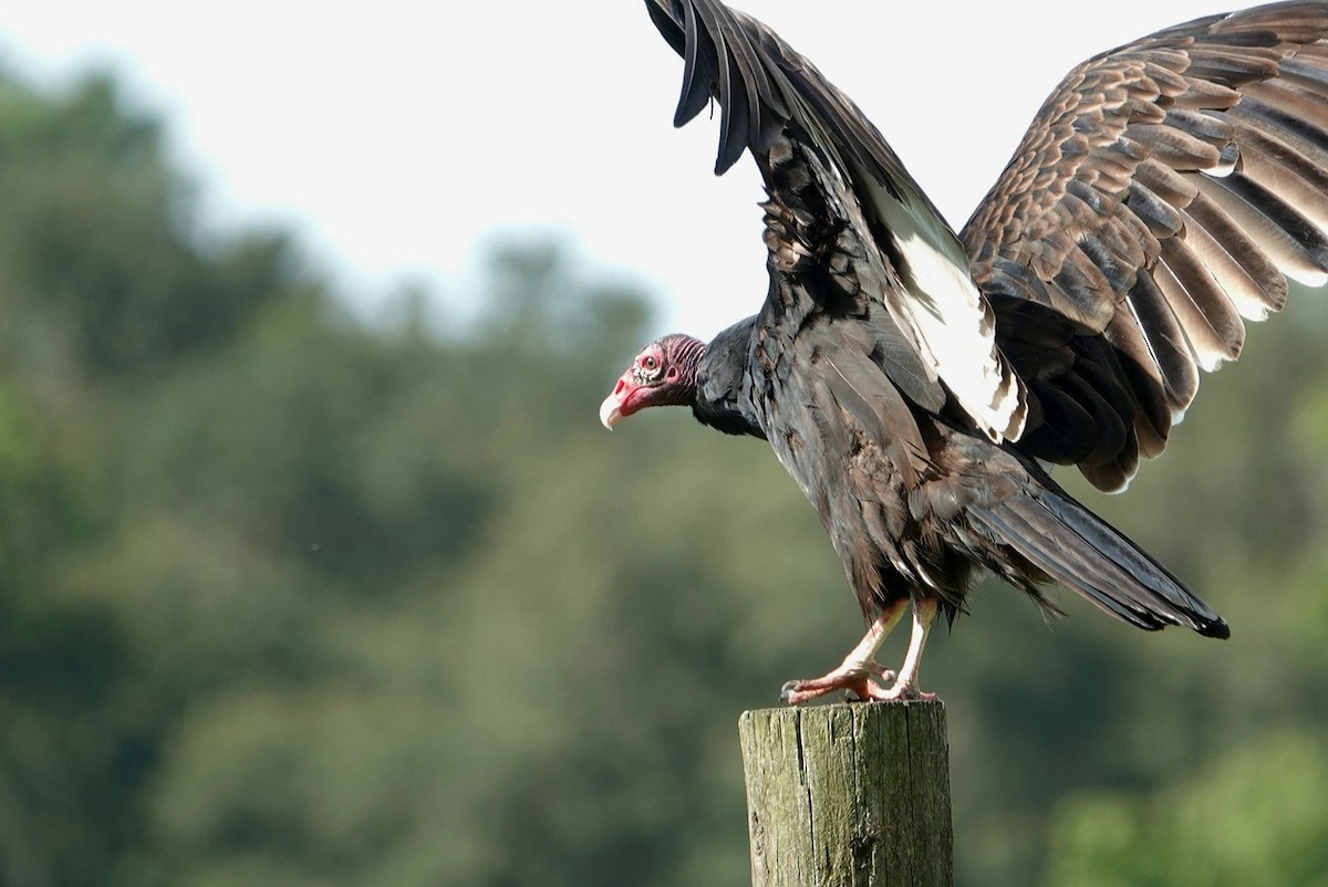 Turkey Vulture - ML621503250