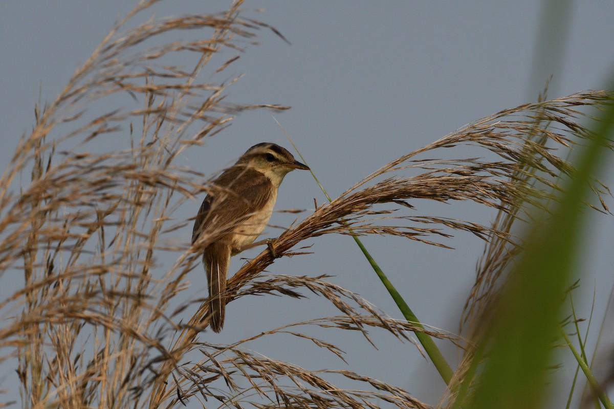 Black-browed Reed Warbler - ML621503277