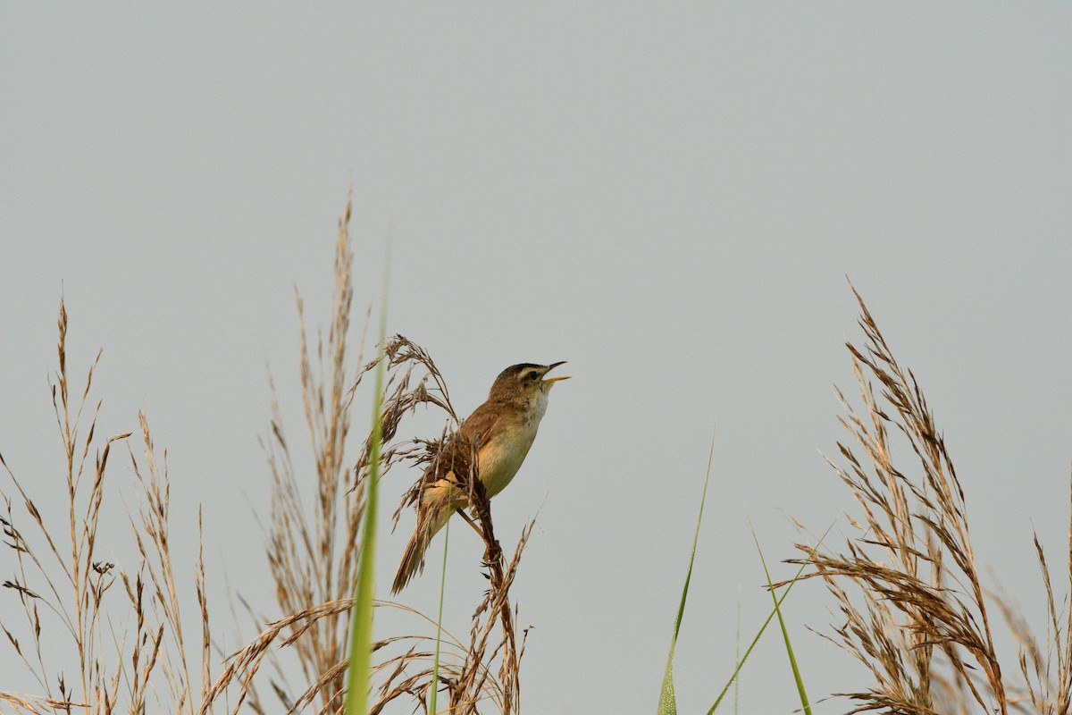 Black-browed Reed Warbler - Vladimir Murmilo