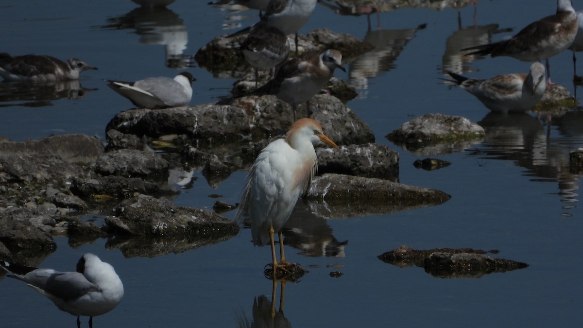 Western Cattle-Egret - ML621503284