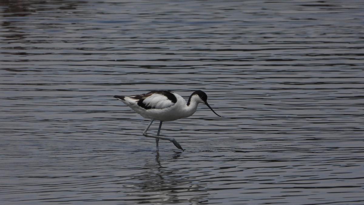 Pied Avocet - ML621503292