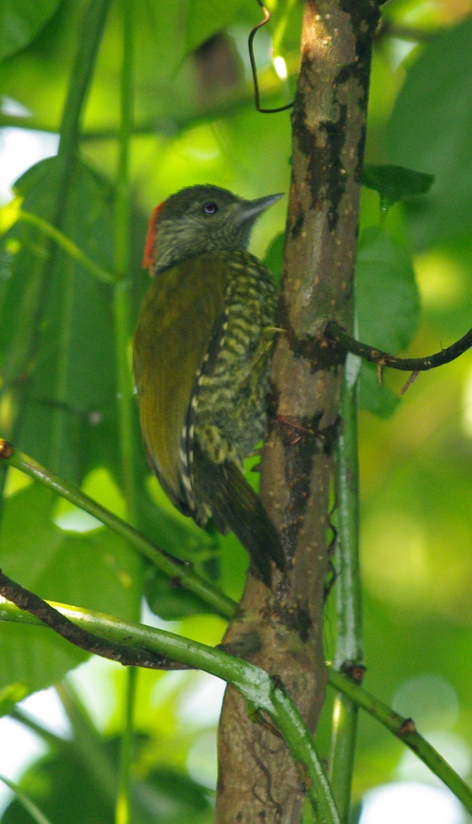 Buff-spotted Woodpecker - ML621503320