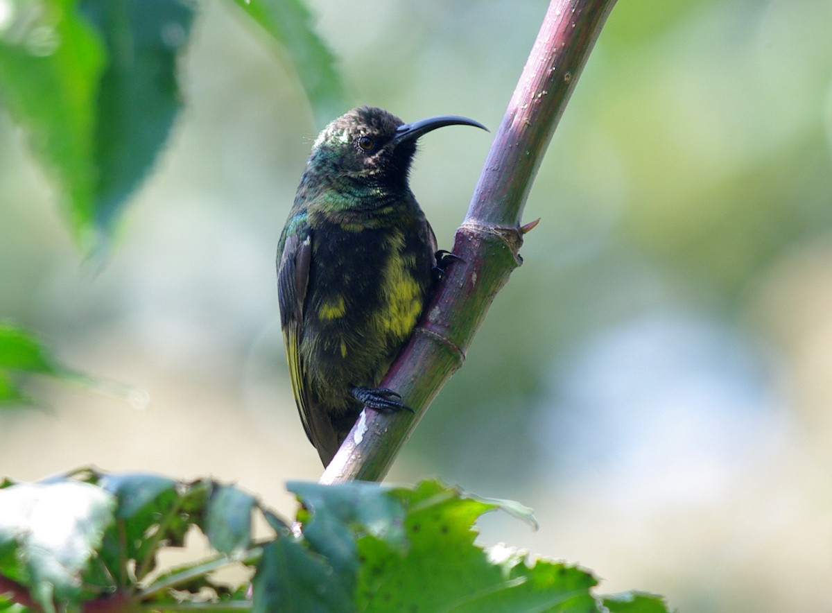 Golden-winged Sunbird - ML621503331