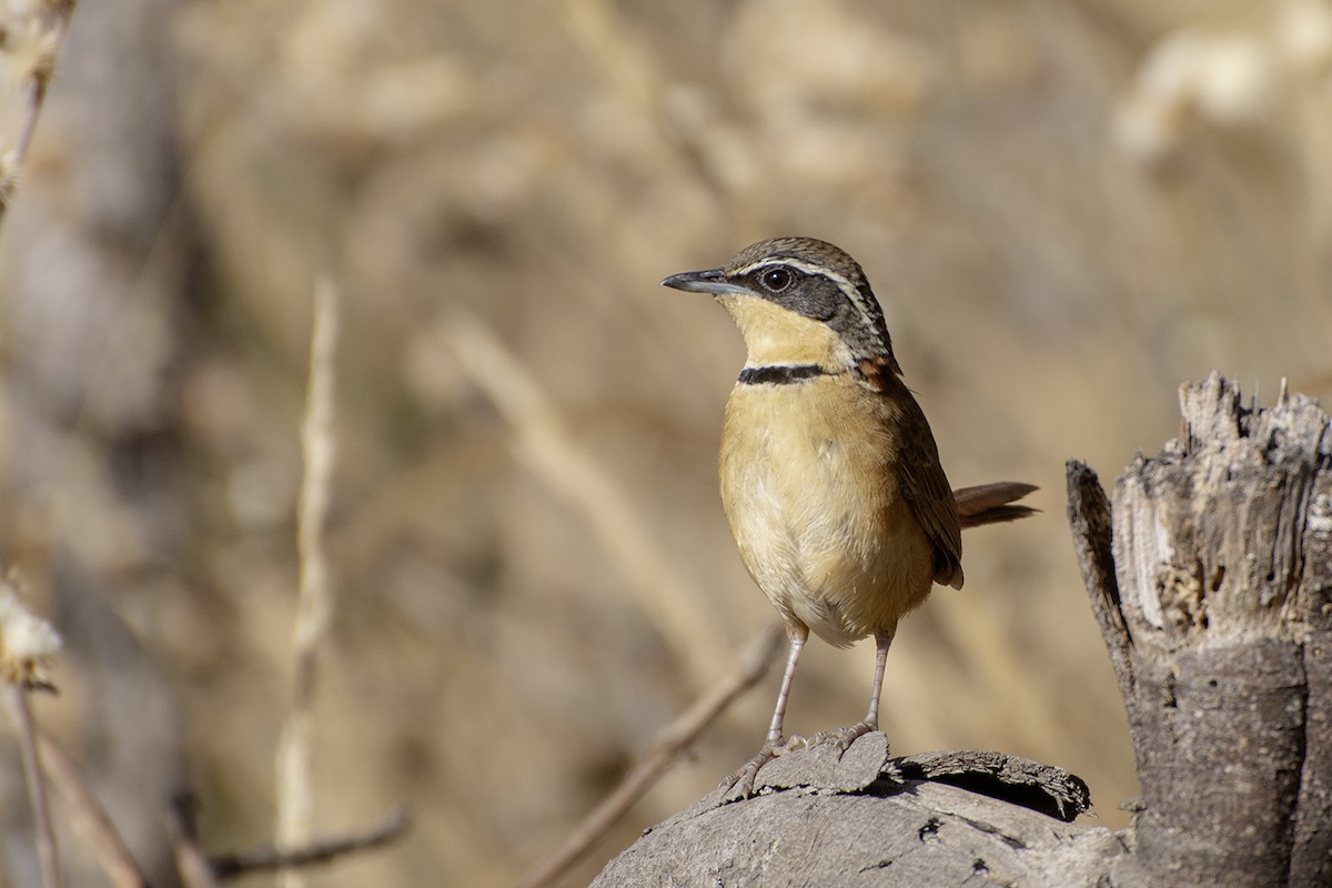 Collared Crescentchest - ML621503367