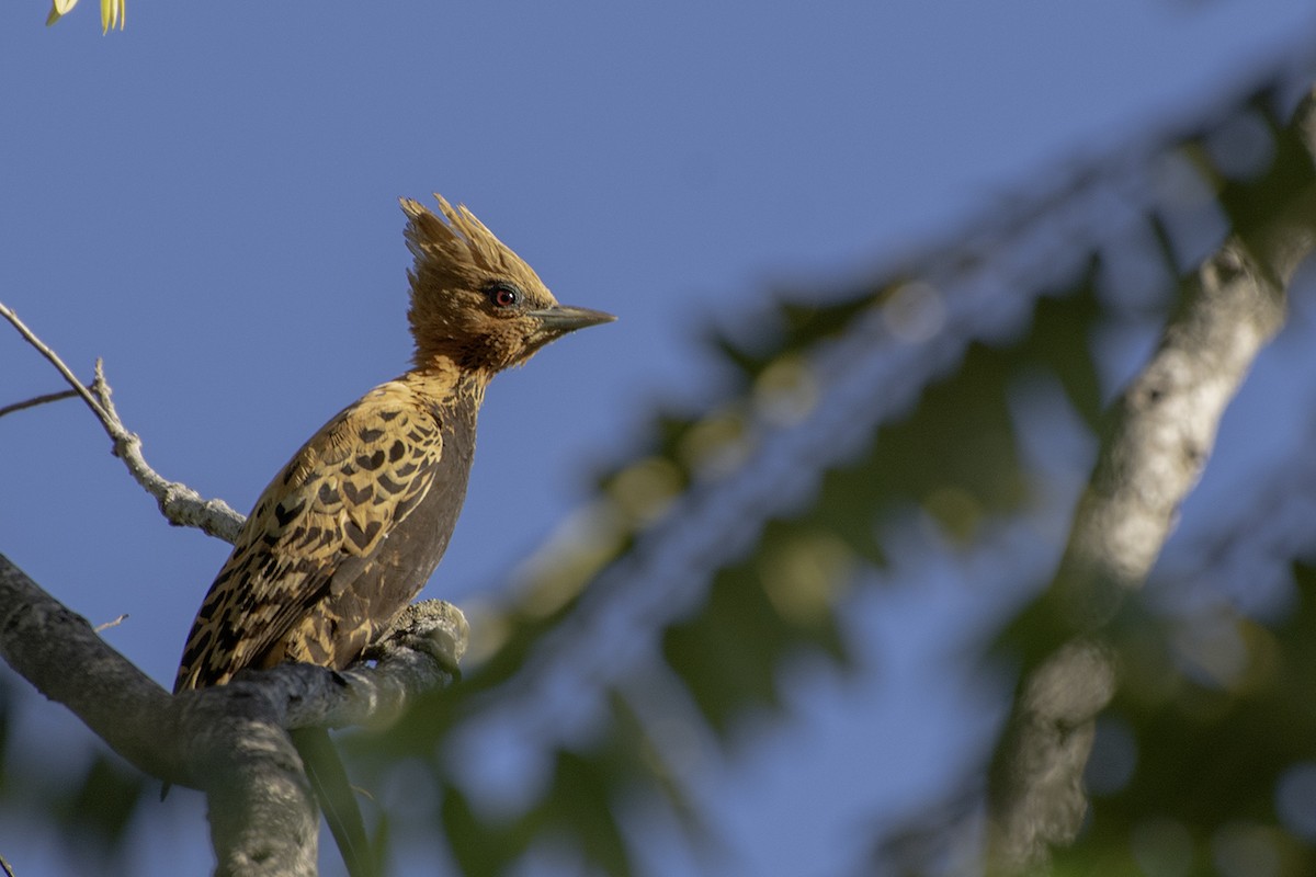 datel okrovohřbetý - ML621503370