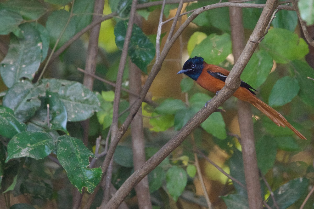 Black-headed Paradise-Flycatcher (Red-bellied) - ML621503377