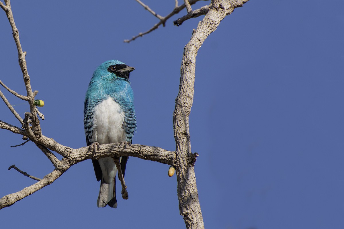Swallow Tanager - ML621503379