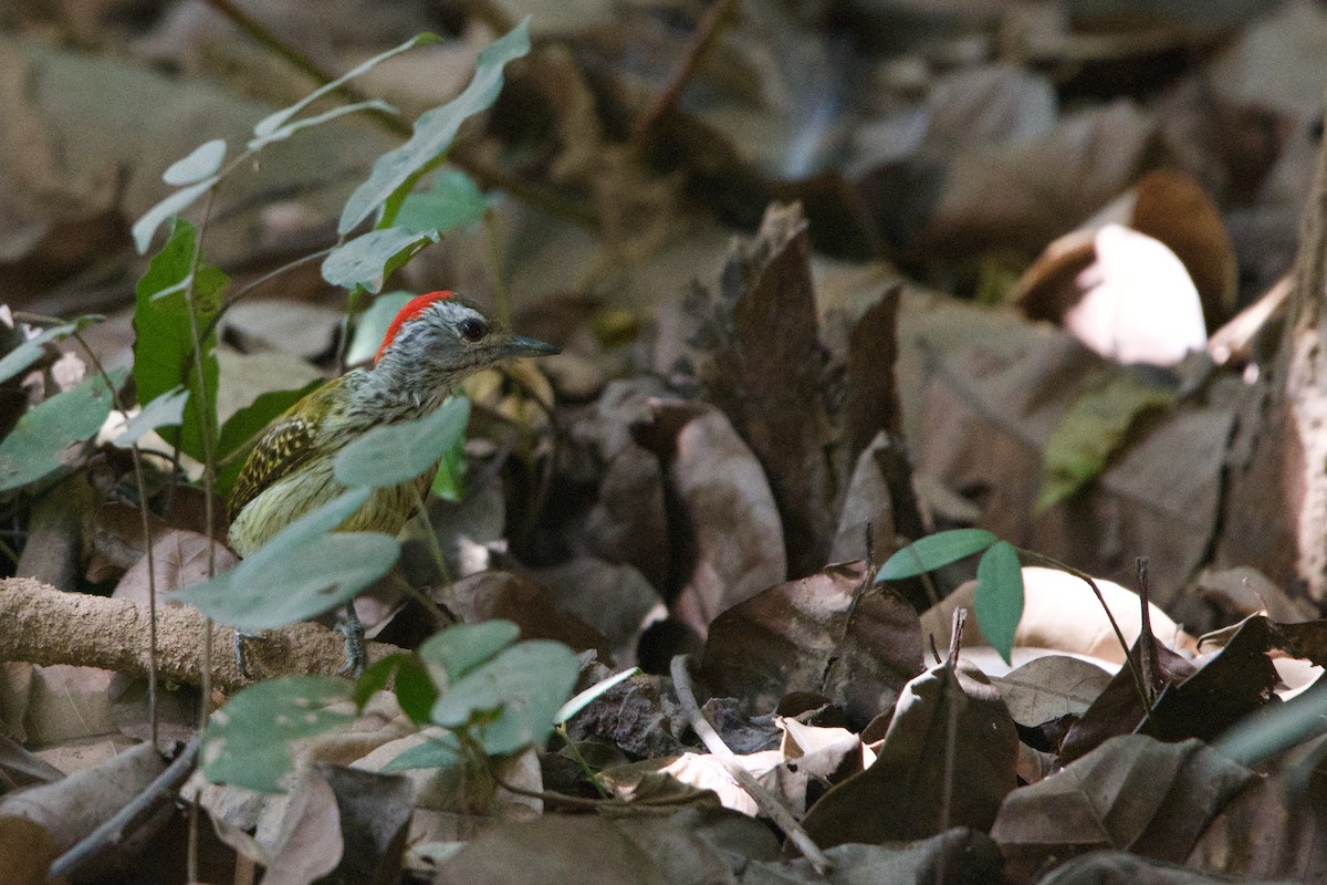 Cardinal Woodpecker - ML621503404
