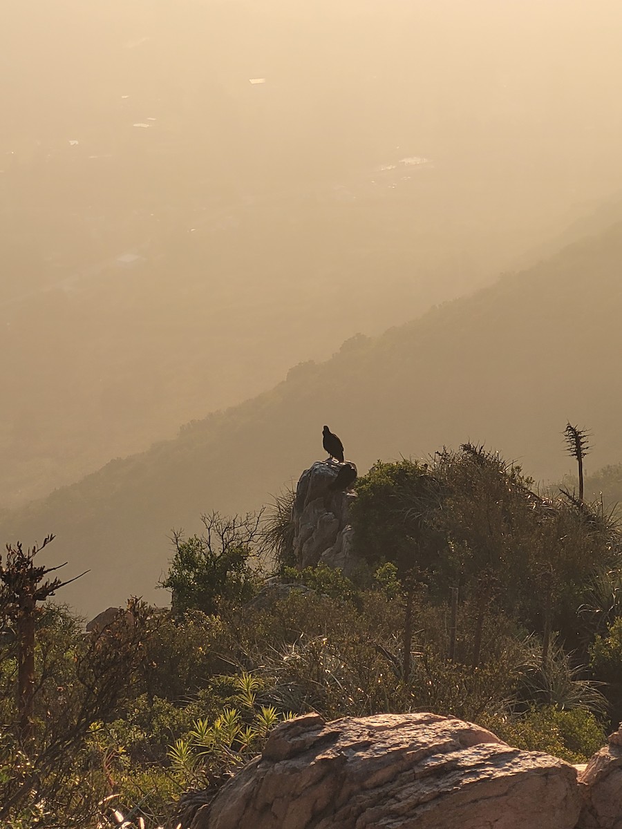 Black Vulture - ML621503460