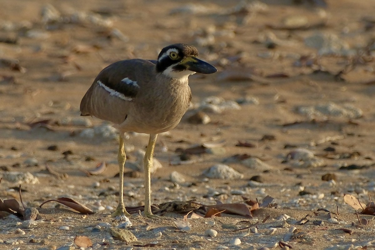 Beach Thick-knee - ML621503545