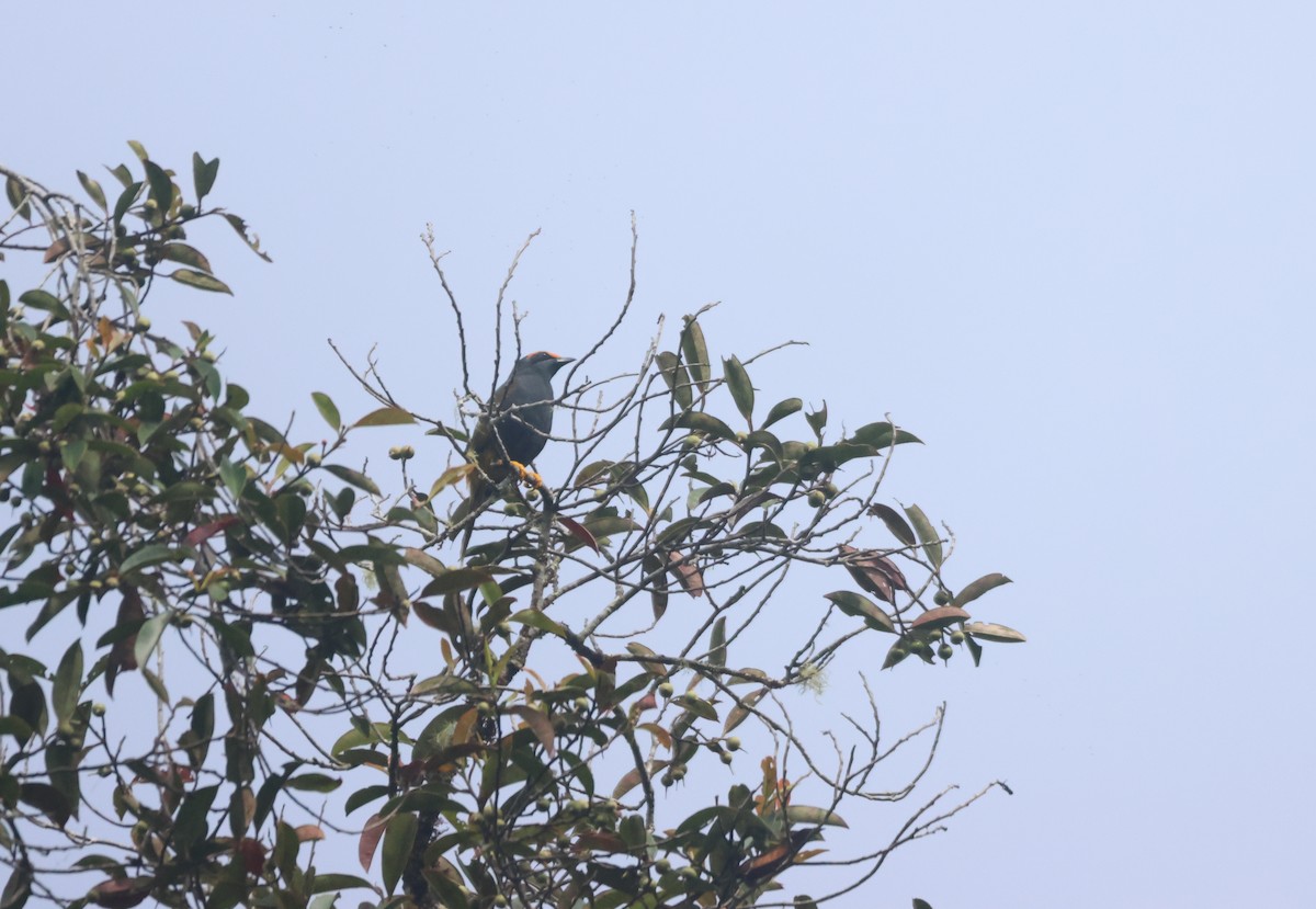 Fiery-browed Myna - ML621503639