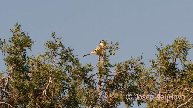 Woodchat Shrike - ML621503645