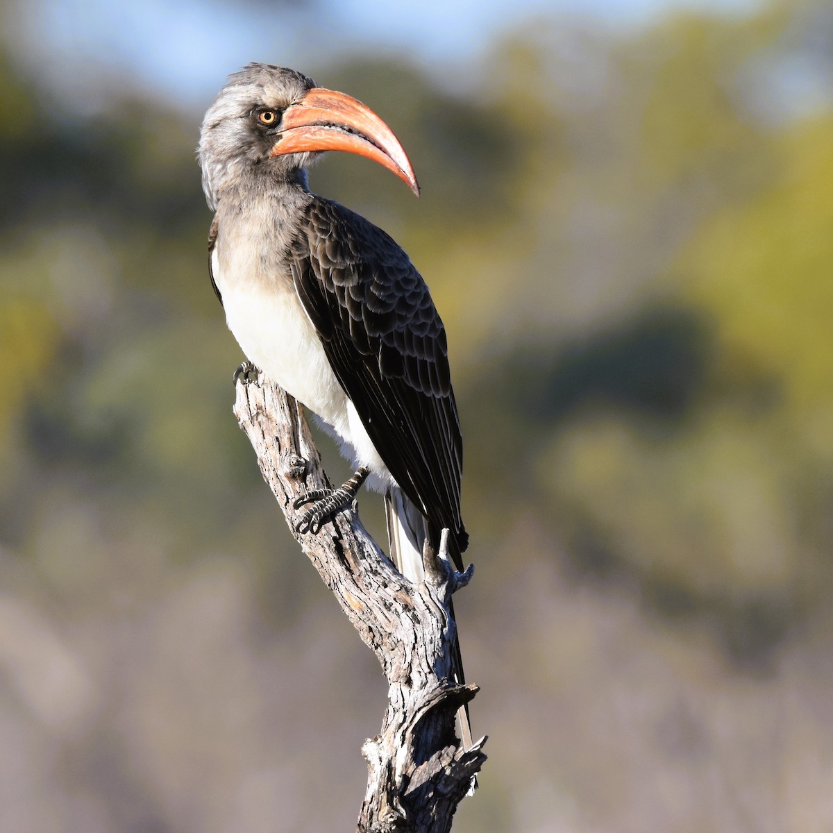 Bradfield's Hornbill - ML621503671