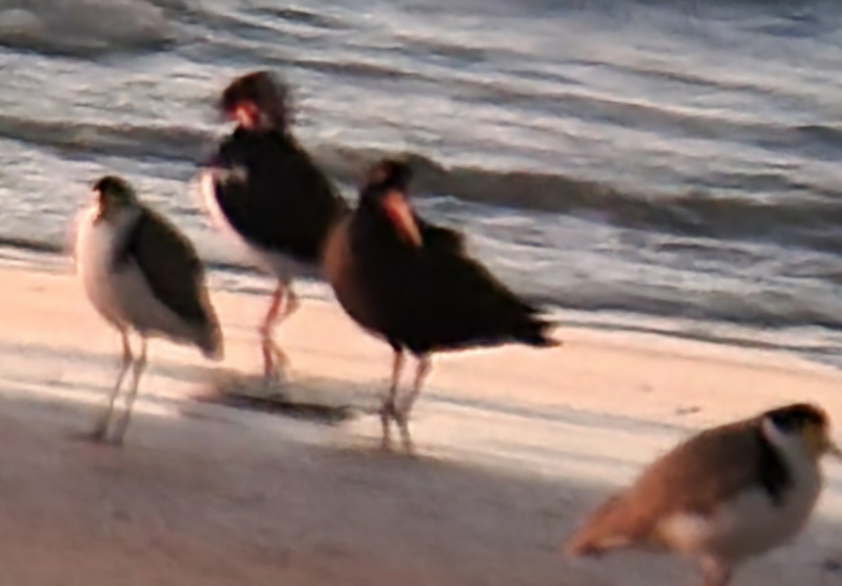 Sooty Oystercatcher - Natalee Bozzi