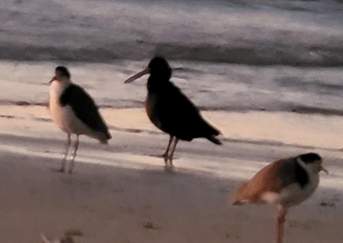 Sooty Oystercatcher - Natalee Bozzi