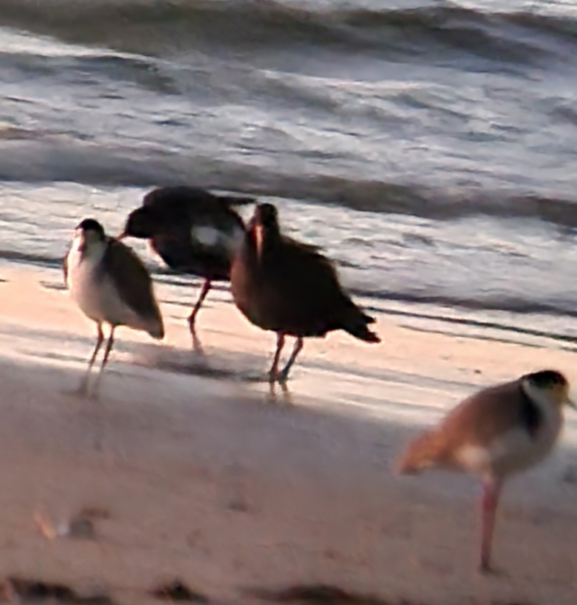 Sooty Oystercatcher - Natalee Bozzi