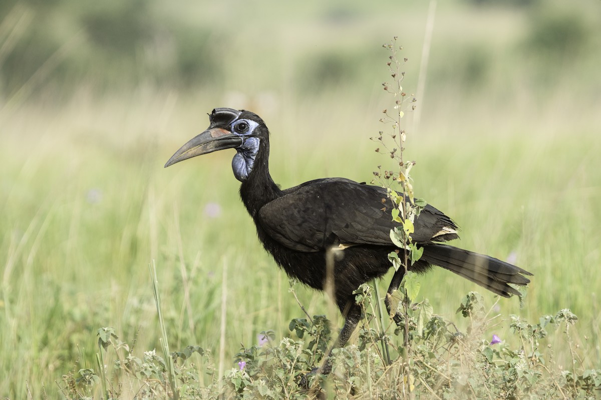 Abyssinian Ground-Hornbill - ML621503780