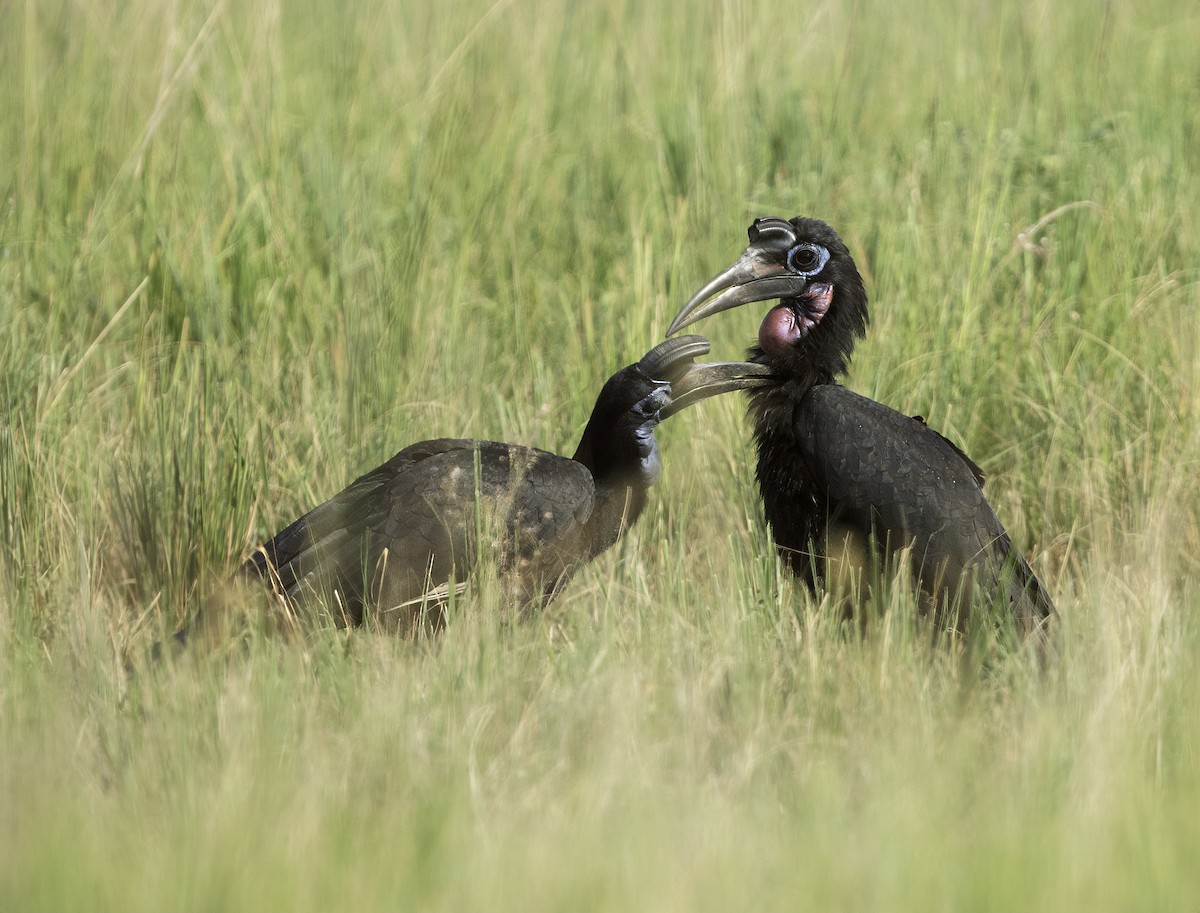 Abyssinian Ground-Hornbill - ML621503782