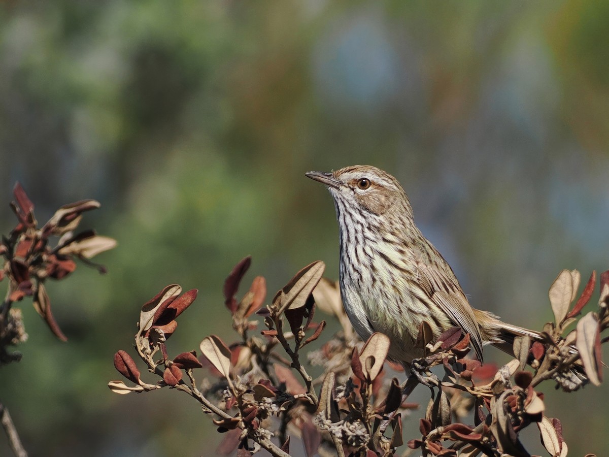 Western Fieldwren - Mark Sutton