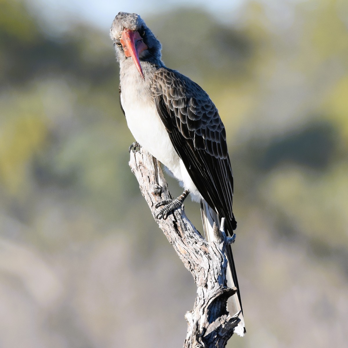 Bradfield's Hornbill - ML621503819