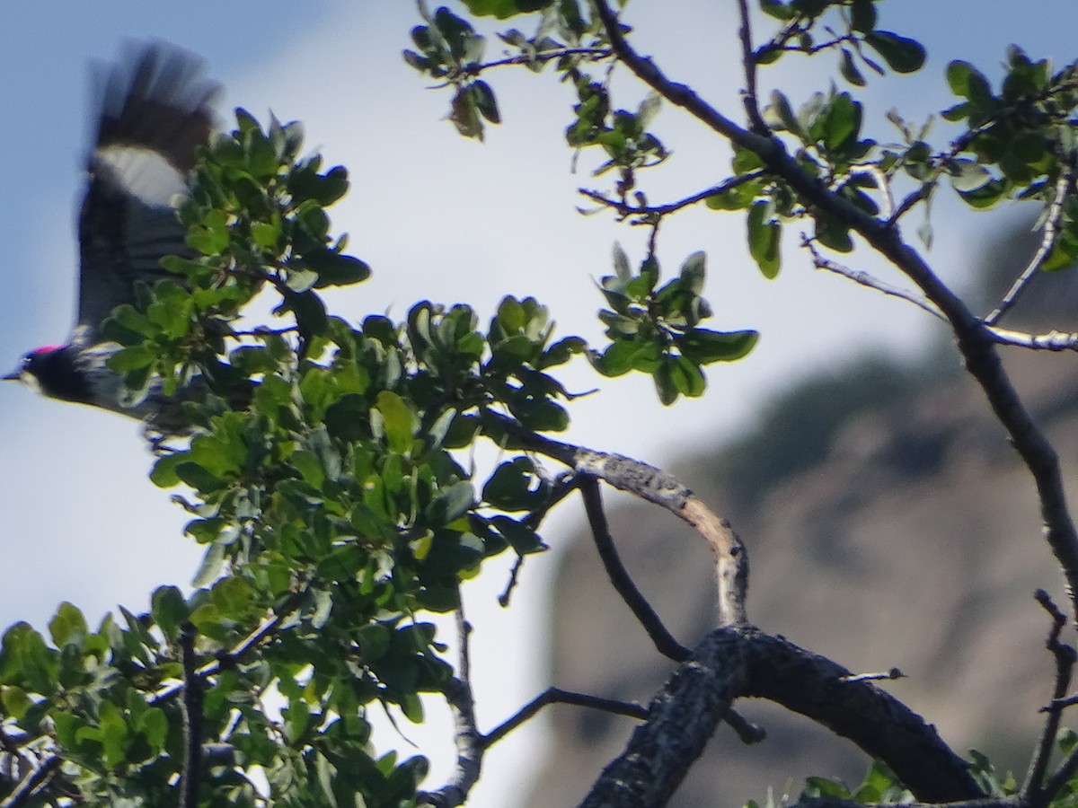 Acorn Woodpecker - ML621503958