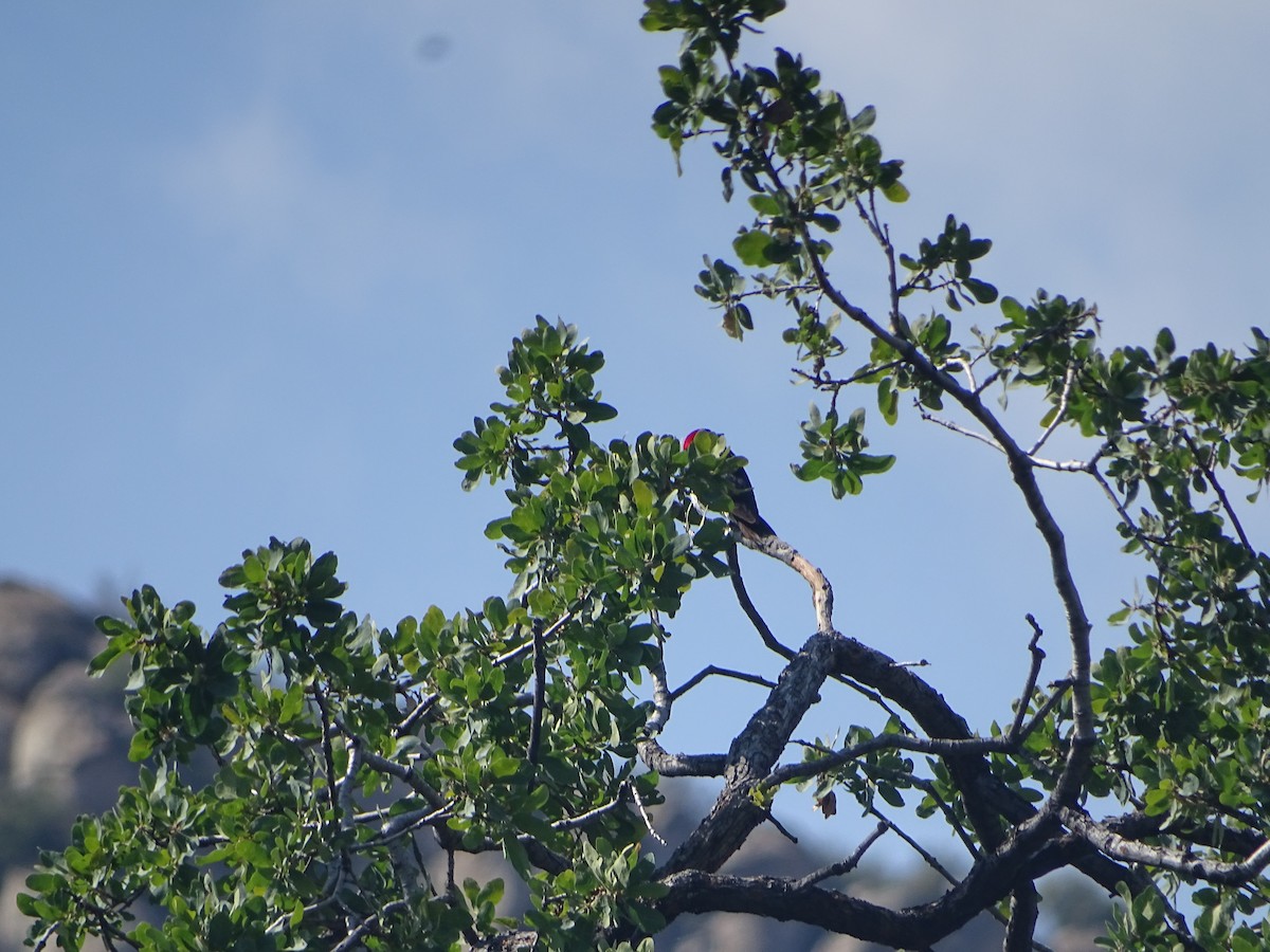 Acorn Woodpecker - ML621503959