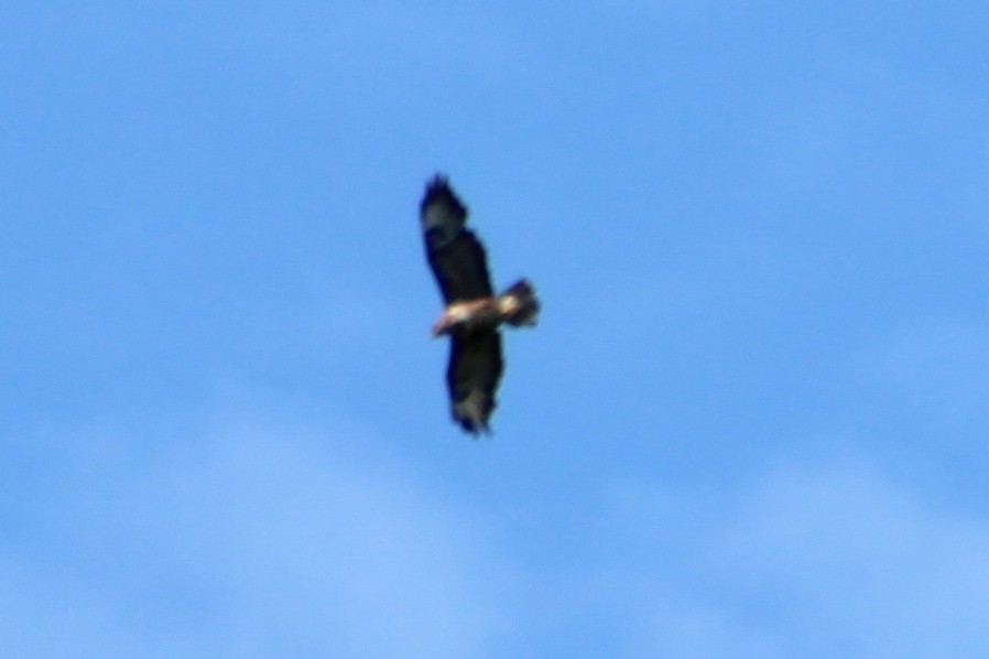 Common Buzzard - ML621504028