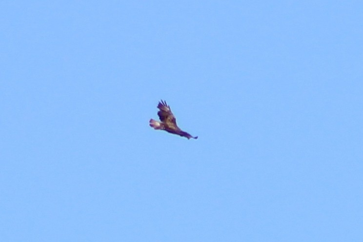 Common Buzzard - ML621504033