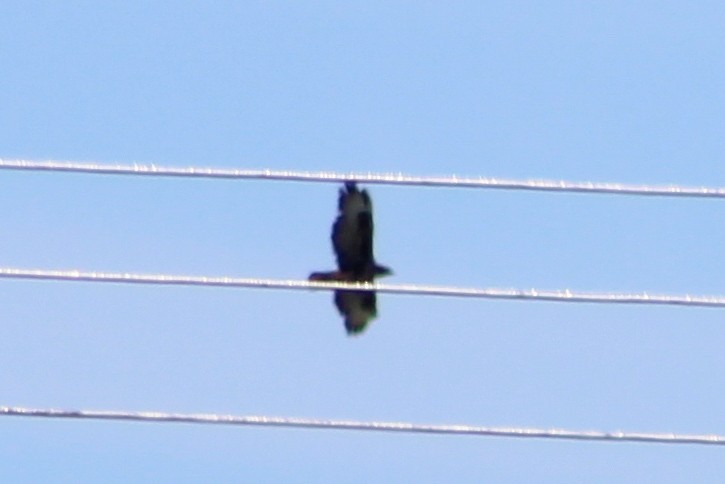 Common Buzzard - ML621504034