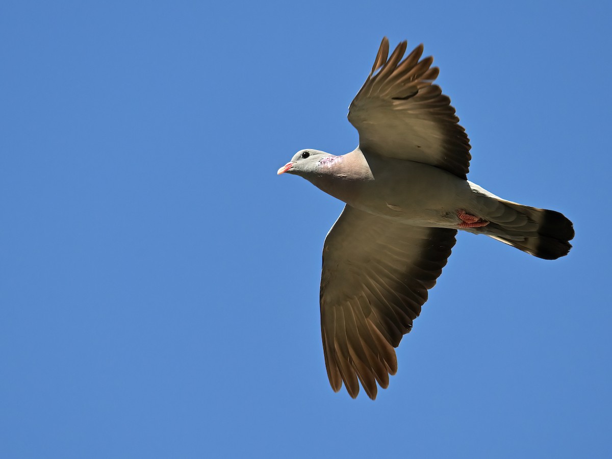 Stock Dove - ML621504115