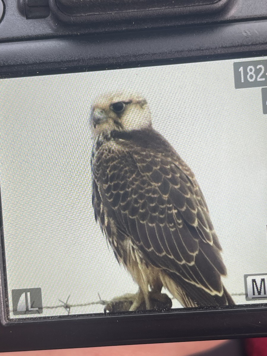 Lanner Falcon - ML621504121