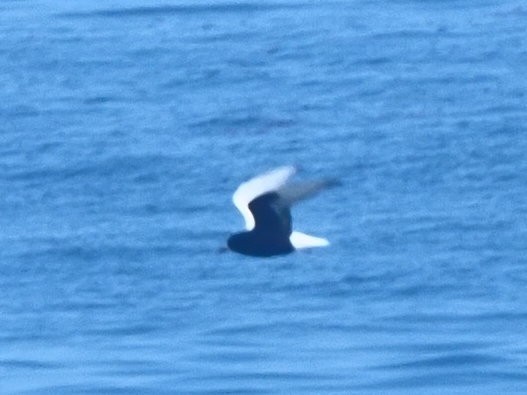 White-winged Tern - ML621504345