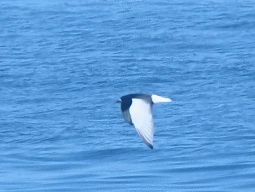 White-winged Tern - ML621504346