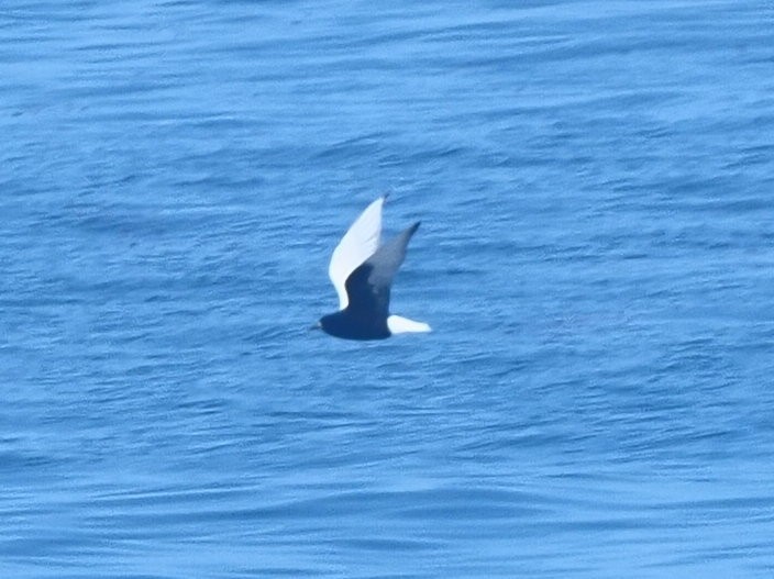 White-winged Tern - ML621504347