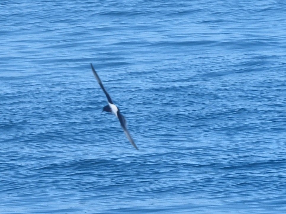 White-winged Tern - ML621504371