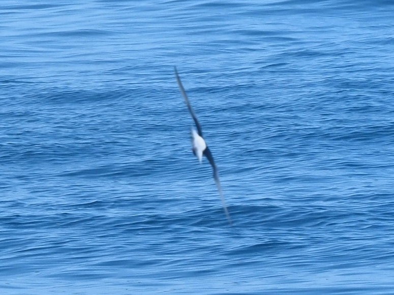White-winged Tern - ML621504372