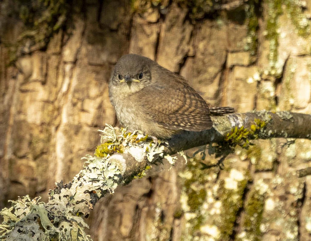 House Wren - ML621504418