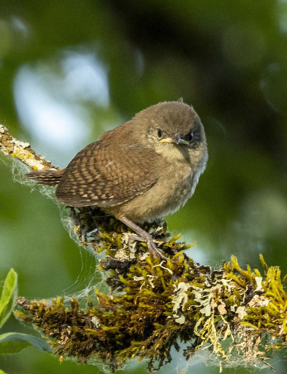 House Wren - ML621504419