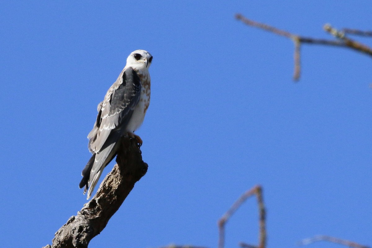 White-tailed Kite - ML621504469