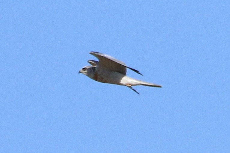 White-tailed Kite - ML621504470