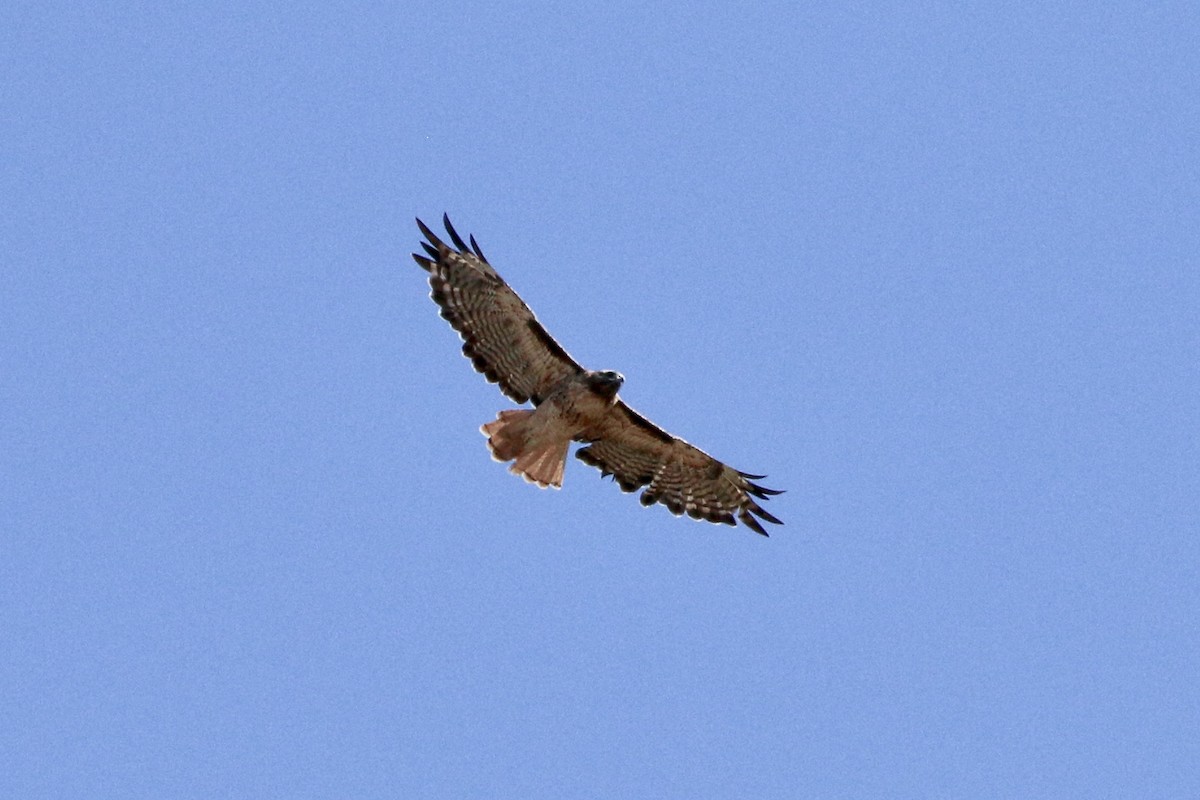 Red-tailed Hawk - Anne Goff